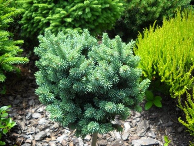 Ель канадская Игл Рок (Picea glauca Eagle Rock) 15-20 л штамб 40-60 см + крона 30-40 см эффектная красавица. Не горит!