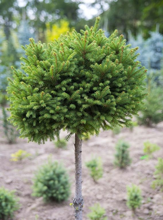 Ель обыкновенная Пигмея (Picea abies Pygmaea) 20л штамб 60-80см