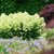 Гортензия метельчатая Мэджикал Лайм Спаркл (Hydrangea paniculata Magical Lime Sparkle) 3-6 веток 5-7л свежая посадка #2
