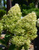 Гортензия метельчатая Мэджикал Лайм Спаркл (Hydrangea paniculata Magical Lime Sparkle) 3-6 веток 5-7л свежая посадка #3