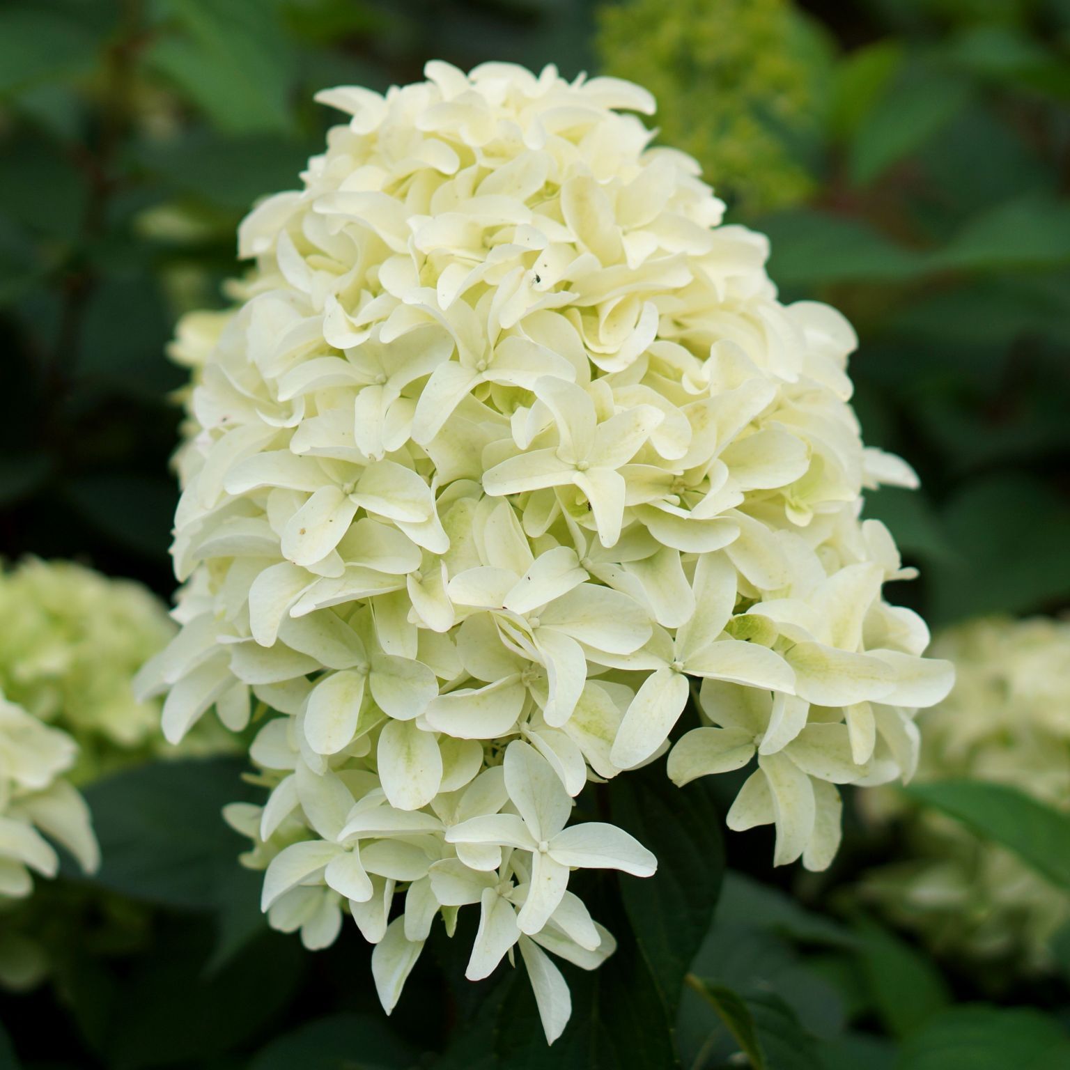 Гортензия метельчатая Скай Фол (Hydrangea paniculata Sky Fall) 3-6 веток 5л  свежая посадка