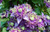 Клематис гибридный Тайга (Clematis hybriden Taiga) 2 литра контейнер зимует в питомник #2
