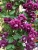 Клематис фиолетовый Пурпуреа Плена Элеганс (Clematis viticella Purpurea Plena Elegans) 3 л контейнер зимует в питомнике #3
