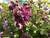 Клематис фиолетовый Пурпуреа Плена Элеганс (Clematis viticella Purpurea Plena Elegans) 3 л контейнер зимует в питомнике #1