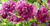 Клематис фиолетовый Пурпуреа Плена Элеганс (Clematis viticella Purpurea Plena Elegans) 3 л контейнер зимует в питомнике #2