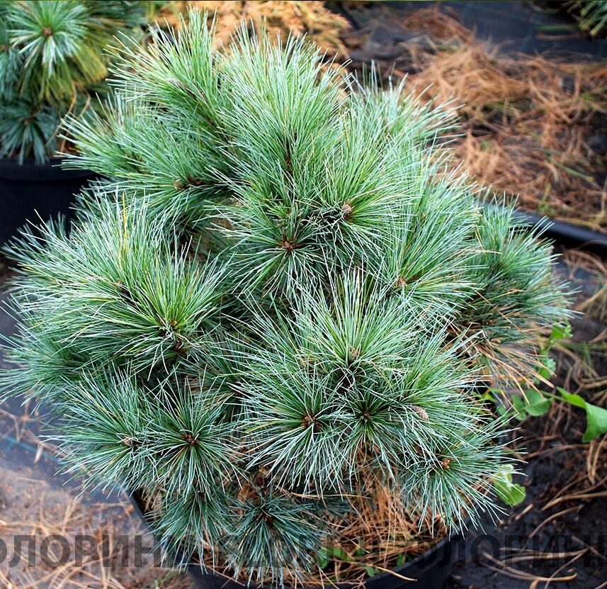 Сосна Веймутова Блу шаг (Pinus strobus Blue Shag) 2