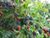 Ежевика безколючковая Лох Несс (Rubus fruticosus Loch Ness) 2л 60-90см #3