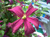 Клематис фиолетовый Мадам Джулия Корревон (Clematis viticella Madame Julia Correvon) 5 л зимует в питомнике #3