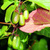 Актинидия коломикта Сентябраская (Actinidia kolomikta Sentyabraskaya) 2л 60-90см #1