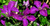 Клематис гибридный Полиш Спирит (Clematis hybriden Polish Spirit) 3л контейнер зимует в питомнике #2