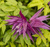 Клематис альпийский Перпл Сюрпрайз (Clematis alpina Purple Surprise) 5-6 л контейнер зимует в питомнике ХТИ ПРОДАЖ #2