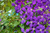 Клематис гибридный Жакмани (Clematis hybriden Jackmani) 6 л контейнер #3
