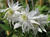 Клематис альпийский Альбина Плена (Clematis alpina Albina Plena) 2 л контейнер #1