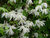 Клематис альпийский Альбина Плена (Clematis alpina Albina Plena) 2 л контейнер #3