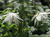 Клематис альпийский Альбина Плена (Clematis alpina Albina Plena) 2 л контейнер #2