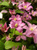 Клематис гибридный Комтесс де Бушо (Clematis hybriden Comtesse de Bouchaud) 6 л контейнер зимует в питомнике #2