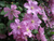 Клематис гибридный Комтесс де Бушо (Clematis hybriden Comtesse de Bouchaud) 6 л контейнер зимует в питомнике #3