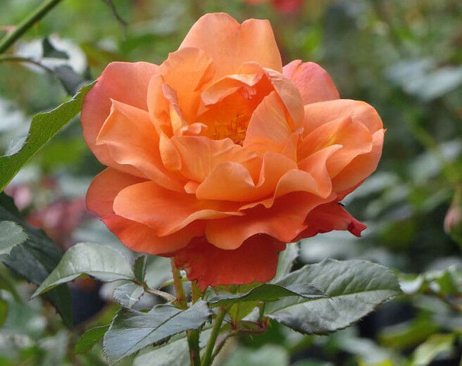 Роза парковая Вестерленд (Rosa park Westerland) 2л, цена в Санкт-Петербурге от компании Вилла-планта (садовый центр и питомник растений, ландшафтное бюро)