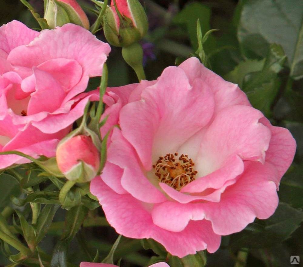 Rosa floribunda Roselina