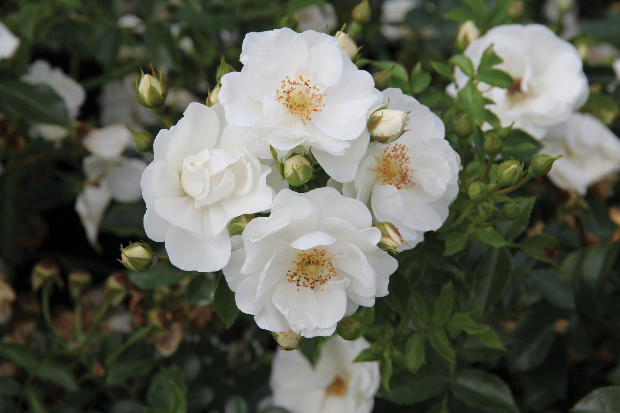 Роза Инносенсия (Rosa floribunda Innocencia) флорибунда зимостойкости высокая 5 зона !!!!