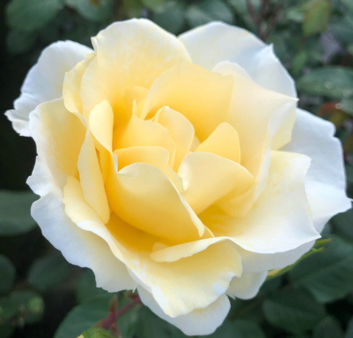 Роза Ментор Роз (Rosa floribunda Mentor-Rose) флорибунда 6 л контейнер 2-3  года, цена в Санкт-Петербурге от компании Вилла-планта (садовый центр и  питомник растений, ландшафтное бюро)