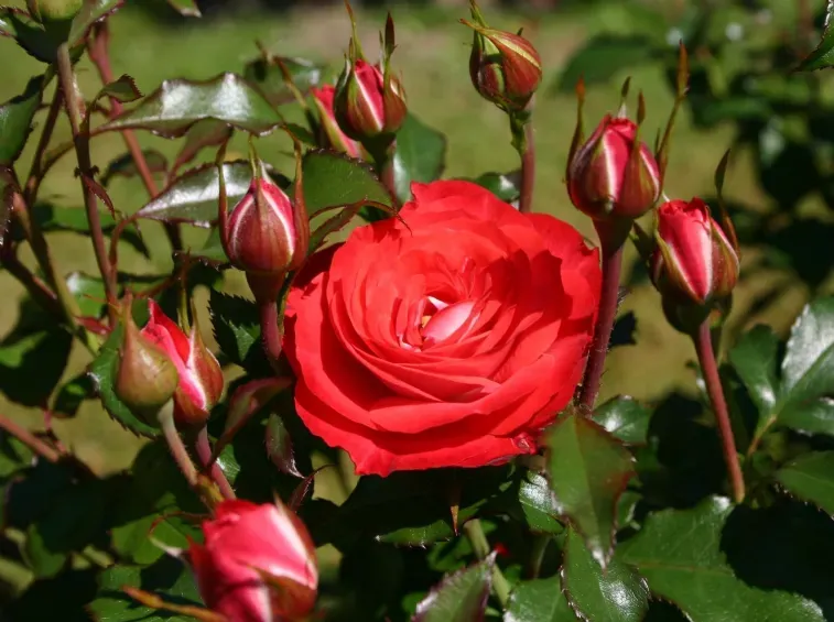 Роза флорибунда Плантен Ун Блумен (Rosa floribunda Planten Un Blomen) 2л