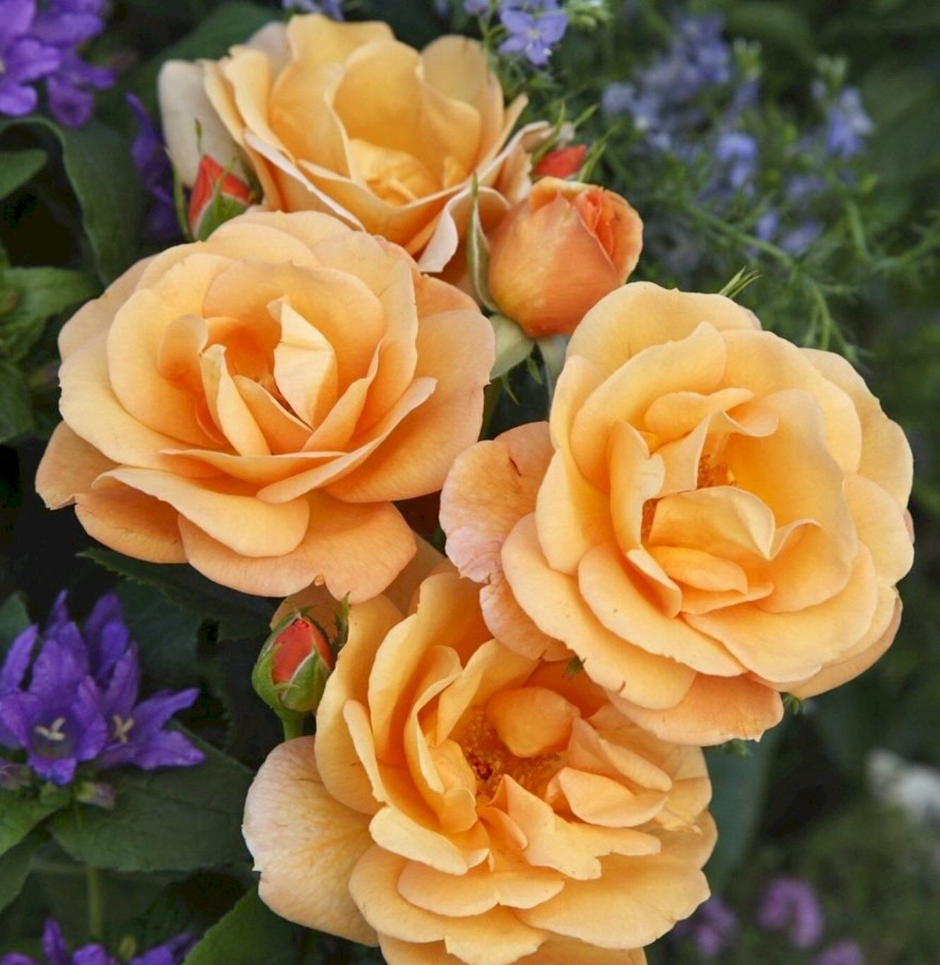 Роза флорибунда Порторож (Rosa floribunda Portoroz) 2л, цена в Санкт-Петербурге от компании Вилла-планта (садовый центр и питомник растений, ландшафтное бюро)