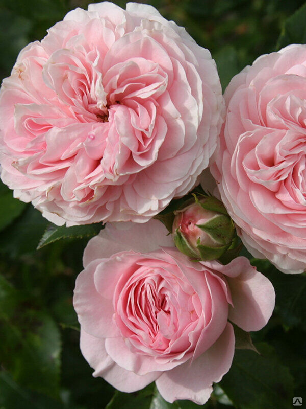 Роза флорибунда Ларисса (Rosa floribunda Larissa) 2л, цена в С��нкт-Петербурге от компании Вилла-планта (садовый центр и питомник растений, ландшафтное бюро)