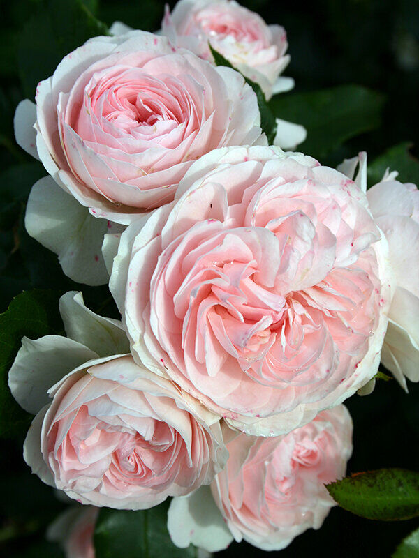 Роза флорибунда Ларисса (Rosa floribunda Larissa) 2л, цена в Санкт-Петербурге от компании Вилла-планта (садовый центр и питомник растений, ландшафтное бюро)