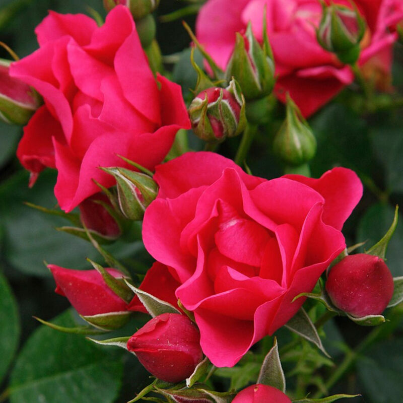 Роза Роза Ругоза 