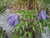 Клематис альпийский Люминоус Даск (Clematis alpina Luminous Dusk) 5 л Новинка зимует в питомнике #3