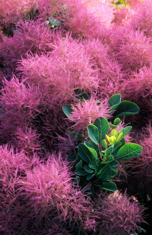 Скумпия Кожевенная Cotinus coggygria