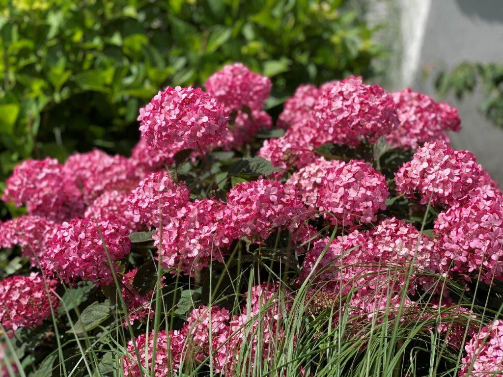 Гортензия древовидная Руби Аннабель (Hydrangea arborescens Ruby Annabelle)  3 л, цена в Санкт-Петербурге от компании Вилла-планта (садовый центр и  питомник растений, ландшафтное бюро)