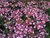 Гортензия пильчатая Кореана (Hydrangea serrata Koreana) 5 л контейнер #3