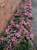 Гортензия пильчатая Кореана (Hydrangea serrata Koreana) 5 л контейнер #2
