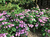Гортензия пильчатая Кореана (Hydrangea serrata Koreana) 5 л контейнер #1