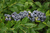 Голубика высокорослая Шантиклер (Vaccinium Corymbosum Chanticleer) 2,5л 30-40см #2