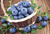 Голубика высокорослая Нортленд (Vaccinium Corymbosum Northland) 2,5л 30-40см #1