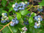 Голубика высокорослая Нортленд (Vaccinium Corymbosum Northland) 2,5л 30-40см #3