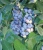Голубика высокорослая Аврора (Vaccinium corymbosum Aurora) 2,5л 30-40см #3